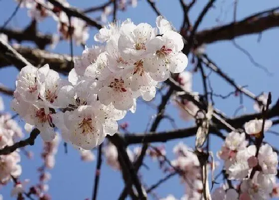 植物常识问题|桃花长什么样子