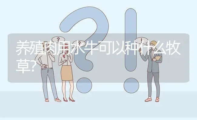 养殖肉用水牛可以种什么牧草? | 养殖问题解答