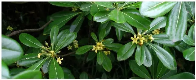 怎么给植物施肥 | 农业答疑