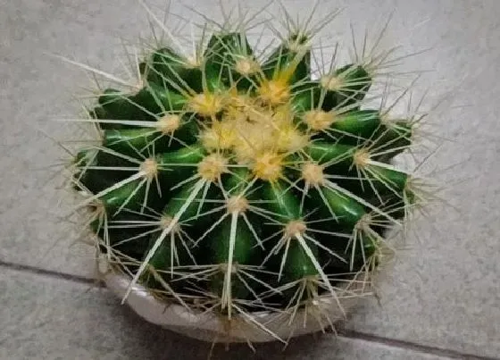 植物常识问题|仙人球为什么不开花