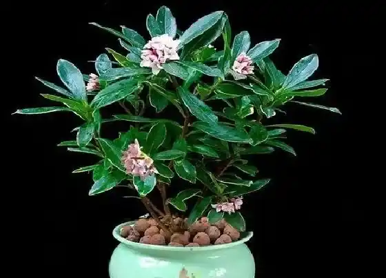 植物常识问题|瑞香如何养护好根部