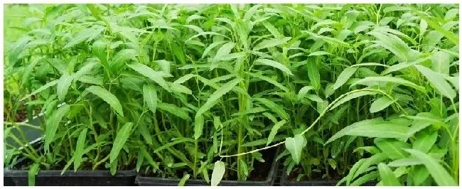 空心菜施什么肥更鲜嫩 | 农业常识