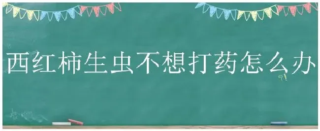 西红柿生虫不想打药怎么办 | 农业常识