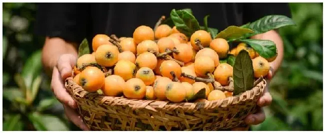 枇杷种植几年结果 | 农业答疑