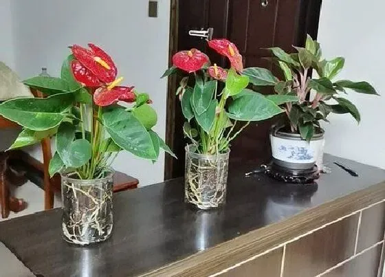 植物常识问题|红掌烂根黄叶该怎么避免