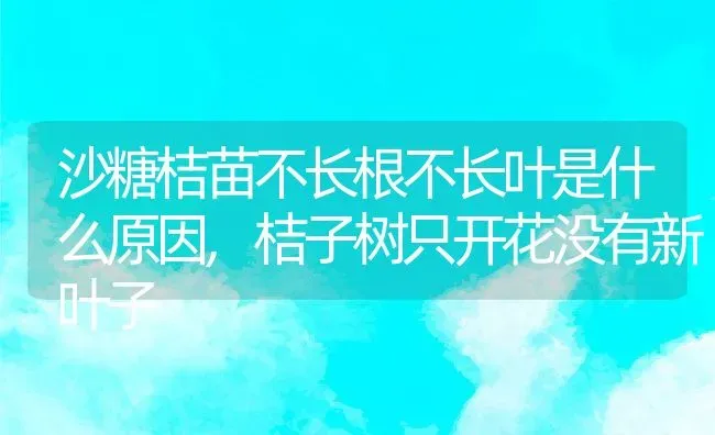 沙糖桔苗不长根不长叶是什么原因,桔子树只开花没有新叶子 | 养殖常见问题