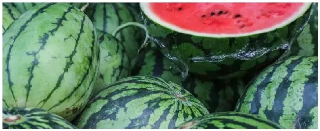 西瓜种植时注意事项 | 生活常识
