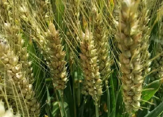 植物常识问题|小麦高产优质高效栽培技术 （简述冬小麦种植和管理方法）