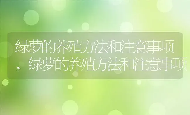 绿萝的养殖方法和注意事项,绿萝的养殖方法和注意事项 | 养殖常见问题