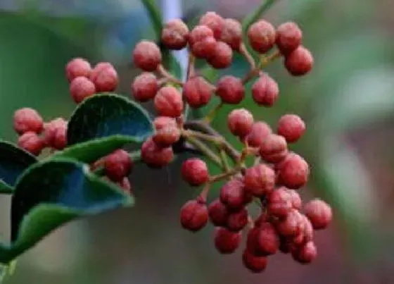 植物常识问题|青花椒和红花椒的区别