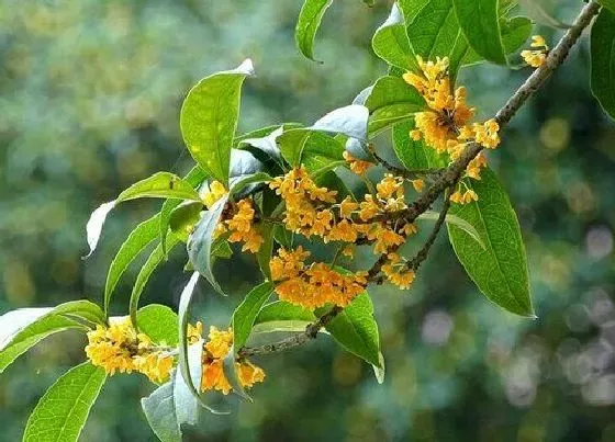 植物常识问题|桂花是什么季节开的花 桂花开花是什么颜色