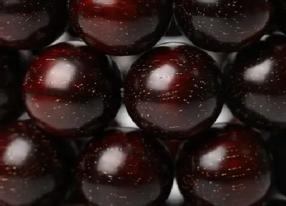 植物常识问题|小叶紫檀金星是什么东西 小叶紫檀里面金星是怎么形成的