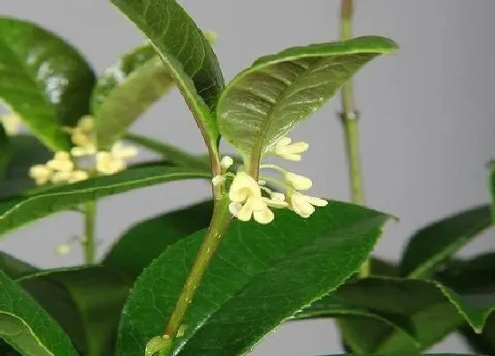 植物常识问题|桂花是什么季节开的花 桂花开花是什么颜色