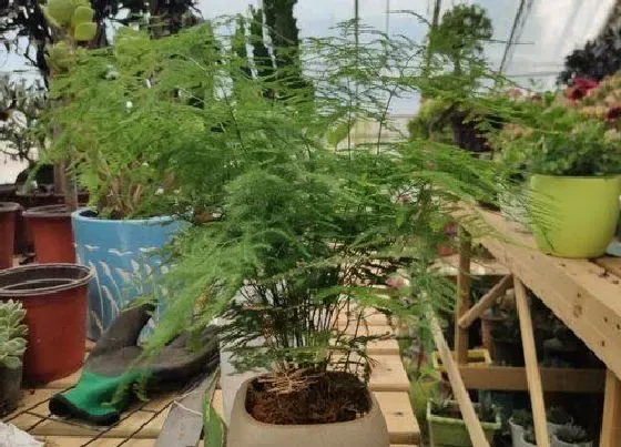 植物常识问题|适合办公室的绿植推荐 办公室寓意好的绿植盆栽图片