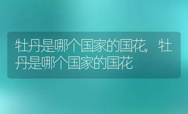 牡丹是哪个国家的国花,牡丹是哪个国家的国花 | 养殖常见问题