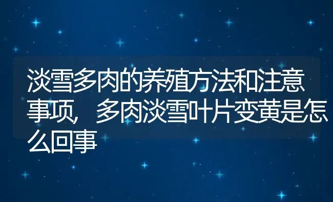 淡雪多肉的养殖方法和注意事项,多肉淡雪叶片变黄是怎么回事 | 养殖常见问题