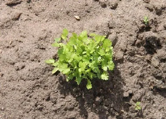 植物常识问题|夏季高温对蔬菜生长的影响（蔬菜高温生产的防御措施）