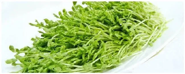 龙须苗是什么菜 | 三农答疑