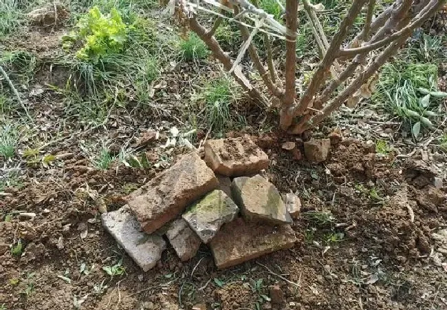 植物常识问题|地栽月季施什么肥料最好（地栽月季花施肥开花多的技巧）