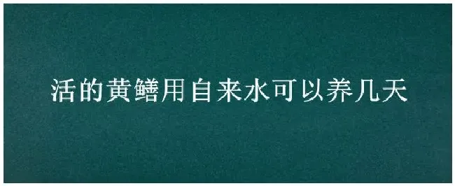 活的黄鳝用自来水可以养几天 | 生活常识