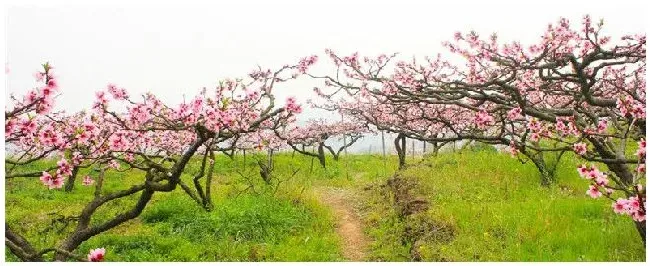 桃树种植 注意事项 | 农业常识