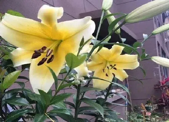 植物常识问题|百合花怎样养护  养殖技巧