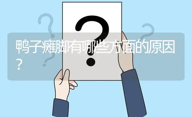 鸭子瘫脚有哪些方面的原因? | 养殖问题解答