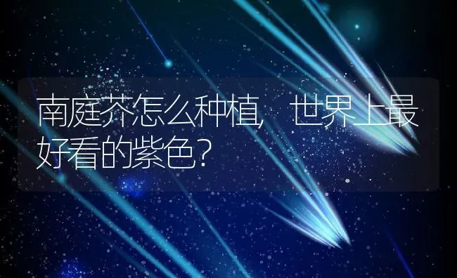 南庭芥怎么种植,世界上最好看的紫色？ | 养殖常见问题