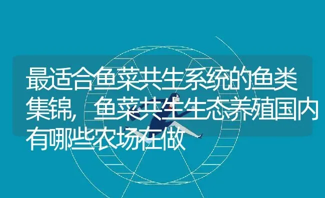 最适合鱼菜共生系统的鱼类集锦,鱼菜共生生态养殖国内有哪些农场在做 | 养殖常见问题