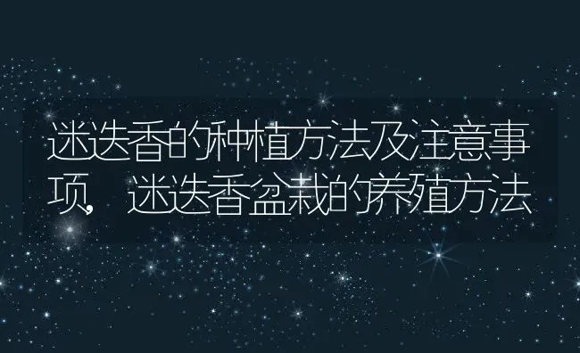 迷迭香的种植方法及注意事项,迷迭香盆栽的养殖方法 | 养殖常见问题