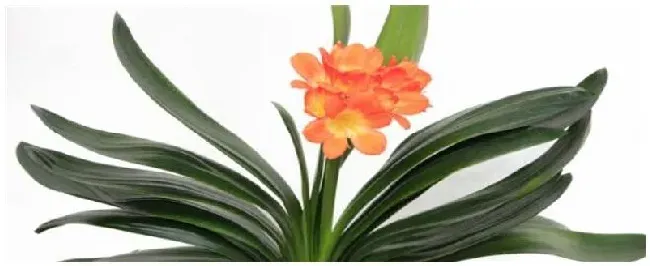 开什么花的君子兰贵 | 三农问答