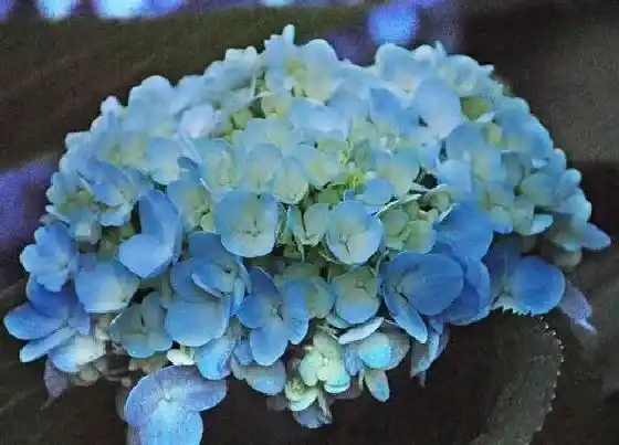 植物常识问题|绣球花为什么不开花