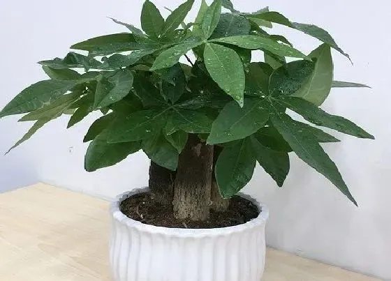 植物常识问题|发财树用高盆还是矮盆 用大盆好还是小盆好