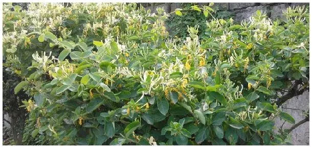 金银花什么时候开花 | 三农问答