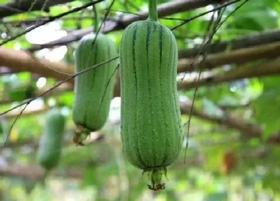 植物常识问题|夏季高温对蔬菜生长的影响（蔬菜高温生产的防御措施）