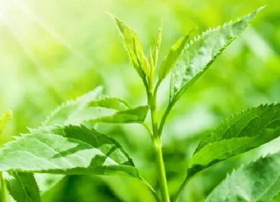植物常识问题|茶叶的品种有哪些