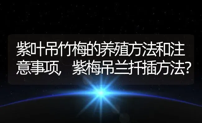 紫叶吊竹梅的养殖方法和注意事项,紫梅吊兰扦插方法？ | 养殖常见问题