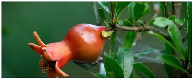 什么肥可促进花芽分化 | 生活常识