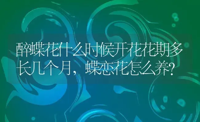醉蝶花什么时候开花花期多长几个月,蝶恋花怎么养？ | 养殖常见问题