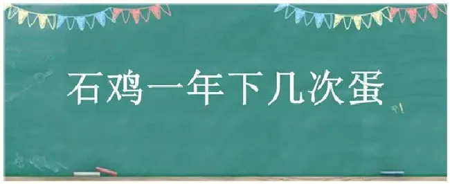 石鸡一年下几次蛋 | 农业答疑