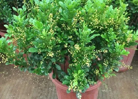 植物常识问题|米兰黄叶是什么原因  怎么处理