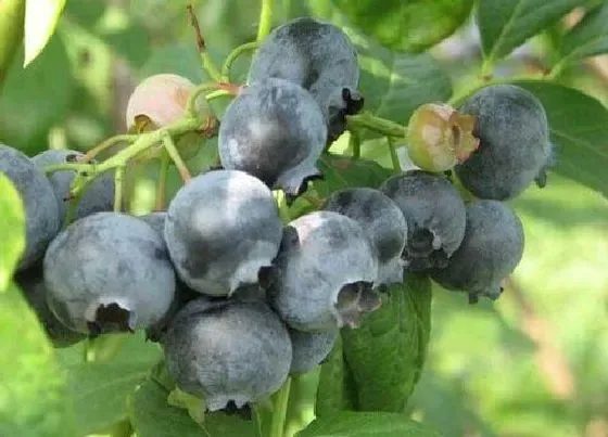 植物常识问题|夏季蓝莓叶片发红的原因