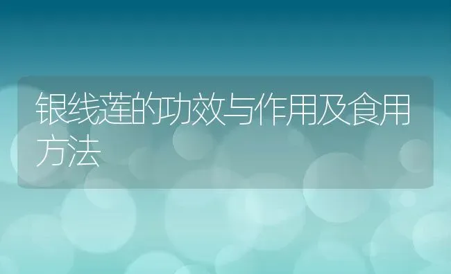 银线莲的功效与作用及食用方法 | 养殖常见问题