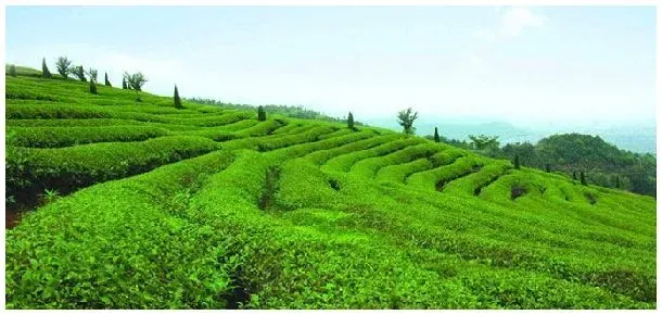 果茶间作种植方式 | 科普知识