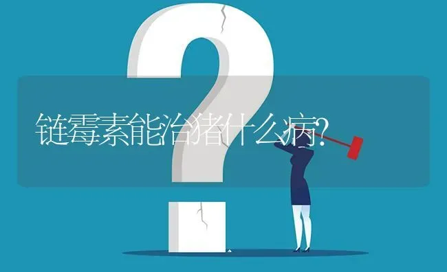 链霉素能治猪什么病? | 养殖问题解答