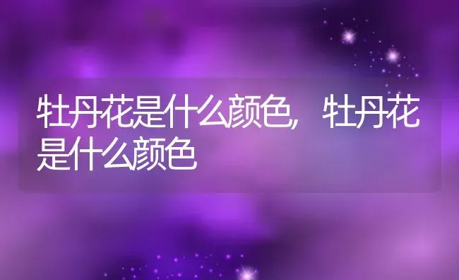 牡丹花是什么颜色,牡丹花是什么颜色 | 养殖常见问题