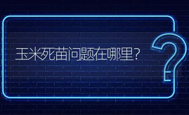 玉米死苗问题在哪里? | 养殖问题解答