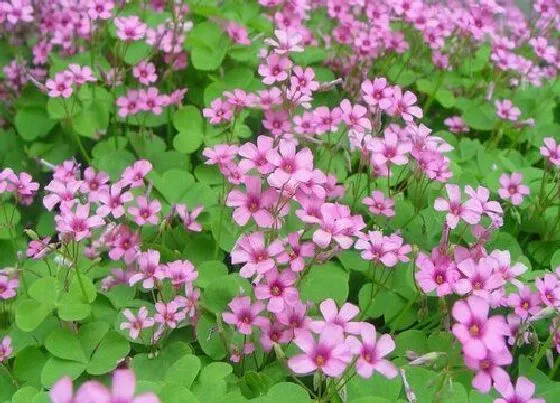 植物常识问题|木本植物和草本植物的区别 如何判断草本和木本植物