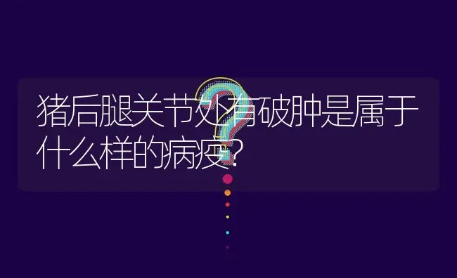 猪后腿关节处有破肿是属于什么样的病疫? | 养殖问题解答