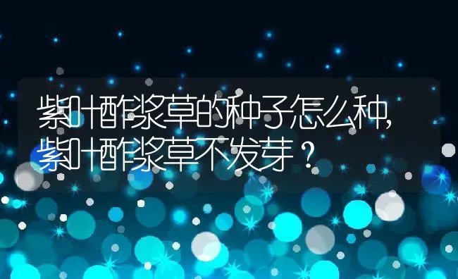 紫叶酢浆草的种子怎么种,紫叶酢浆草不发芽？ | 养殖常见问题